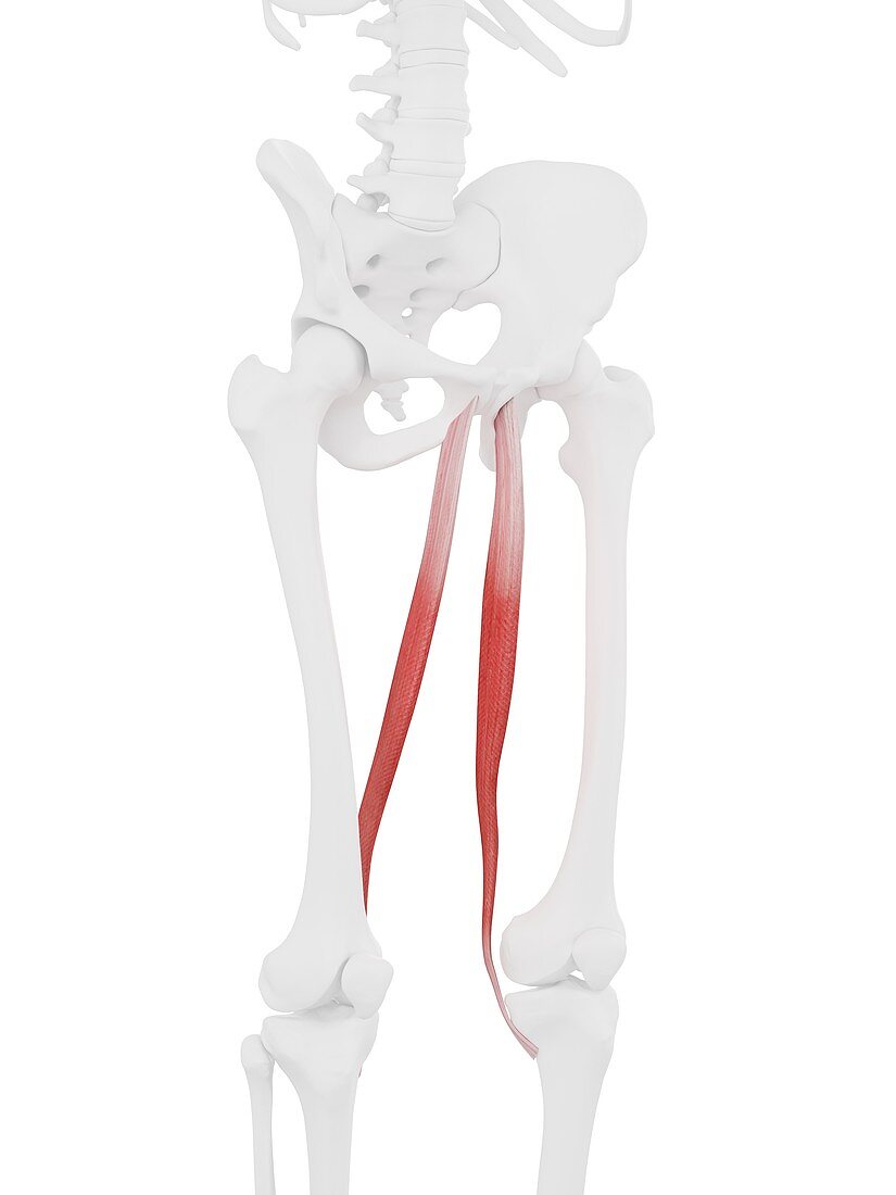 Gracilis muscle, illustration