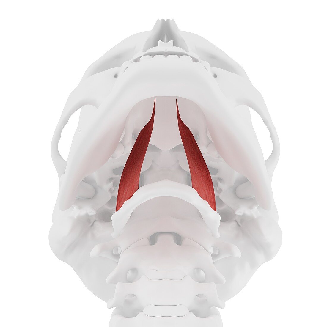 Hyoglossus muscle, illustration