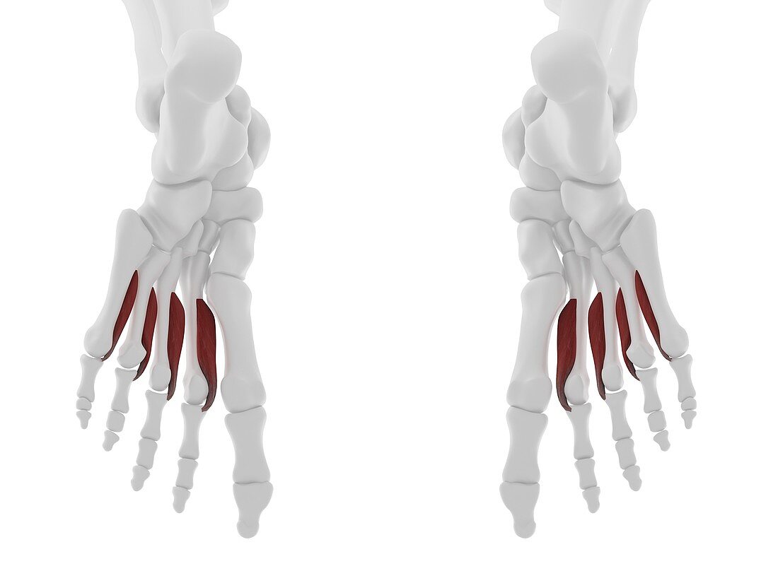 Plantar interosseous muscle, illustration