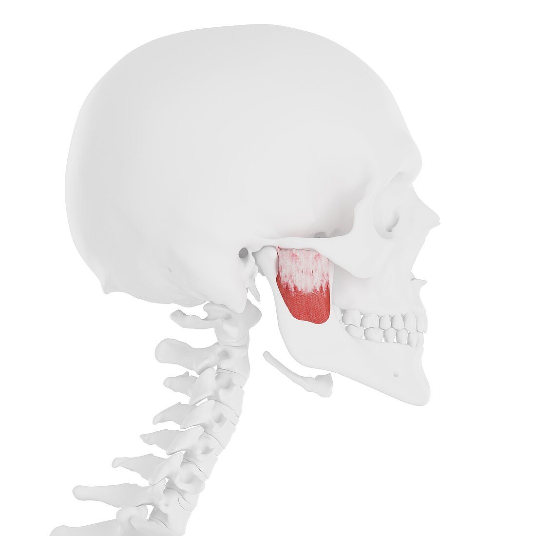 Deep masseter muscle, illustration