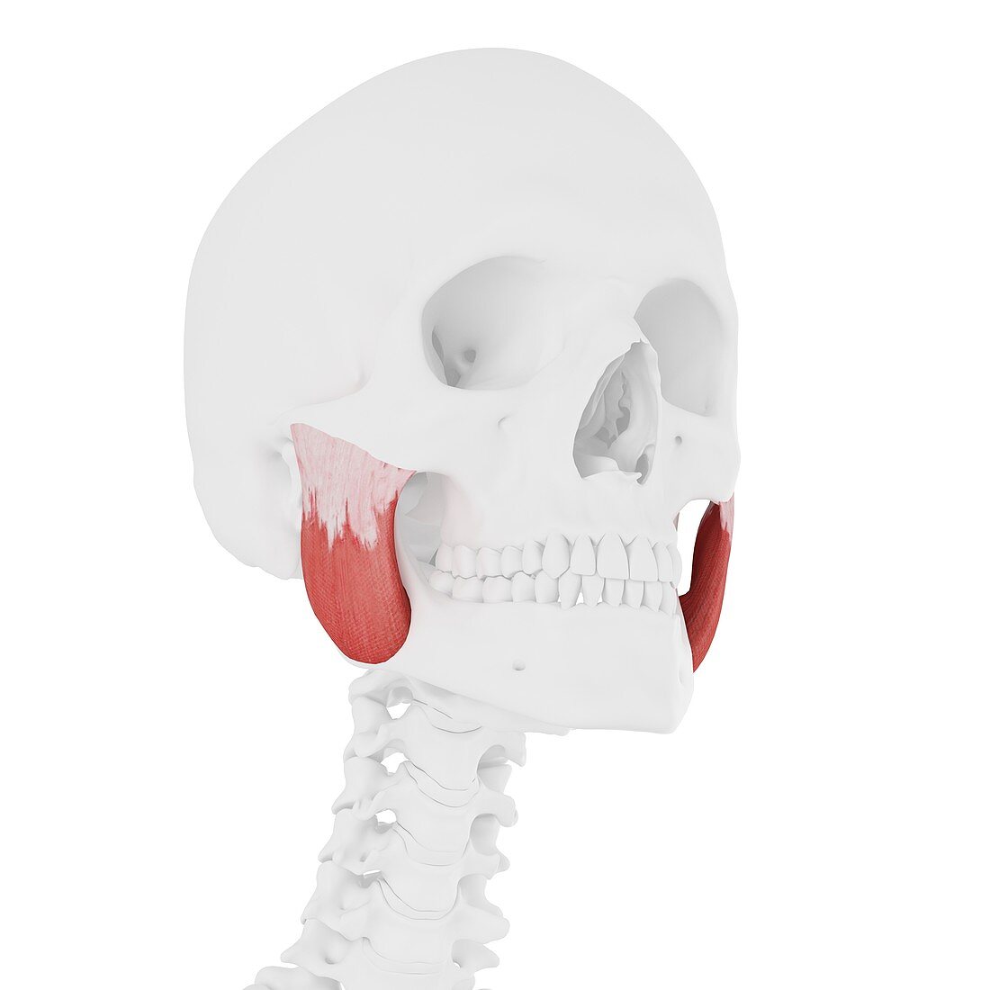 Masseter superior muscle, illustration