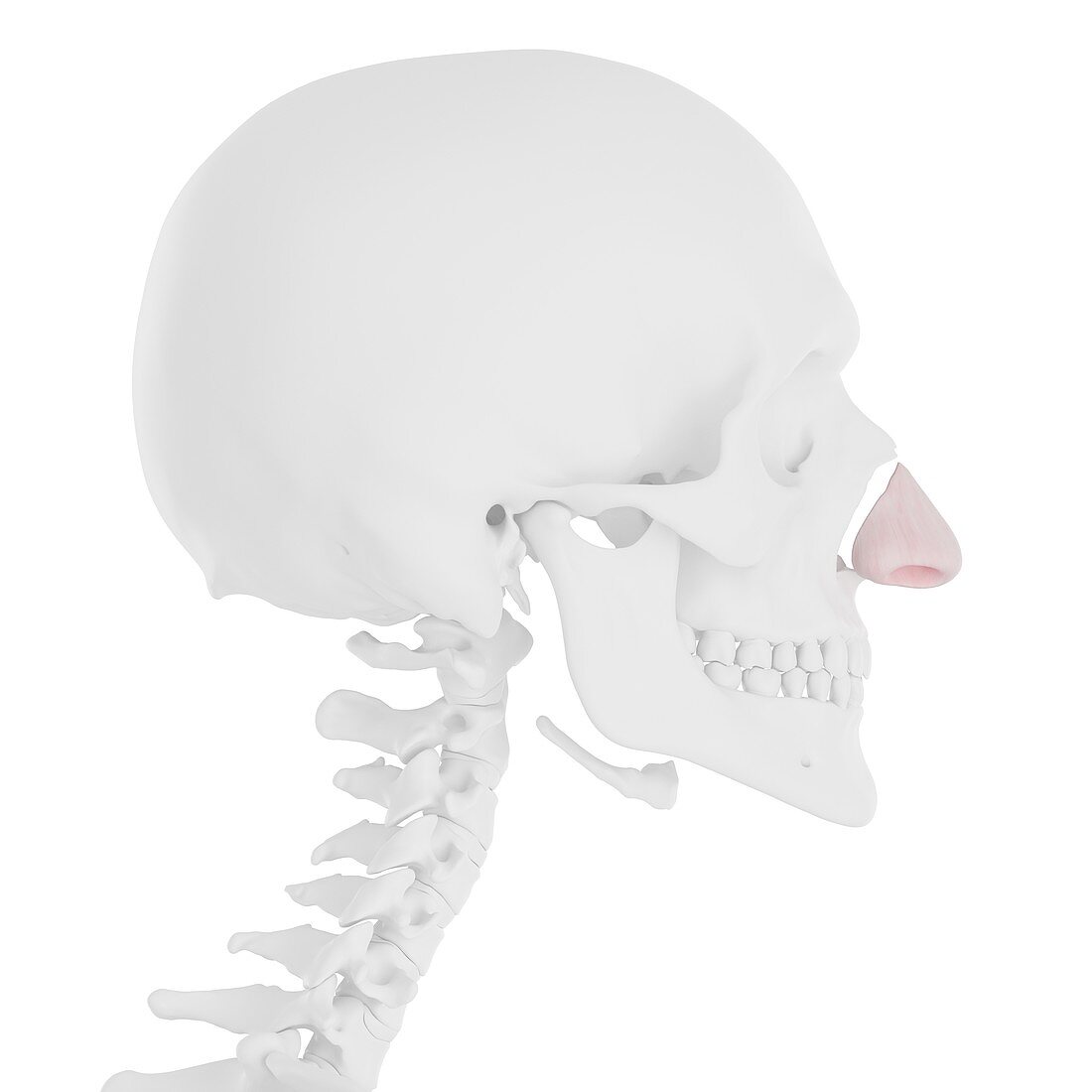 Nasal cartilage muscle, illustration