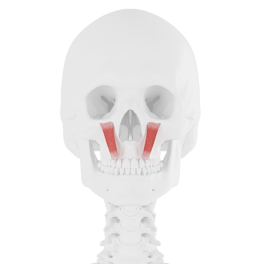 Levator labii superioris muscle, illustration