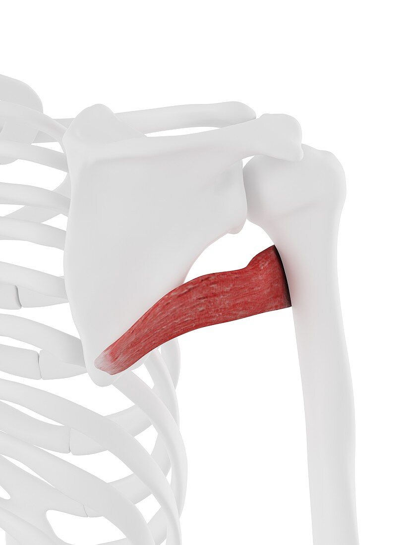 Teres major muscle, illustration