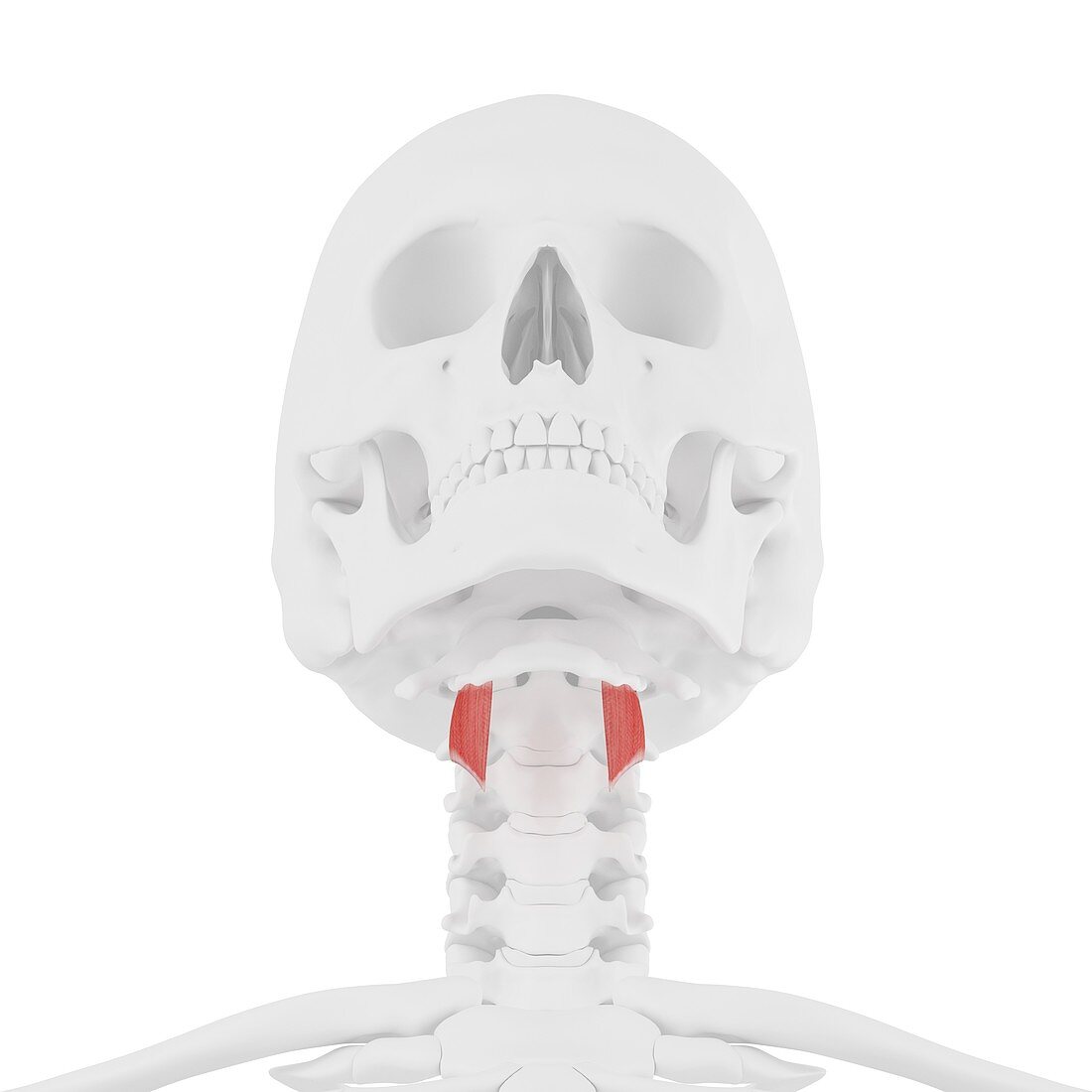 Thyrohyoid muscle, illustration