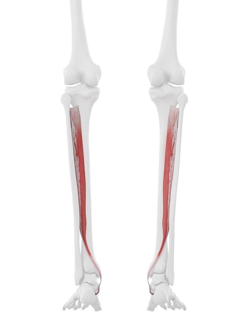 Tibialis posterior muscle, illustration