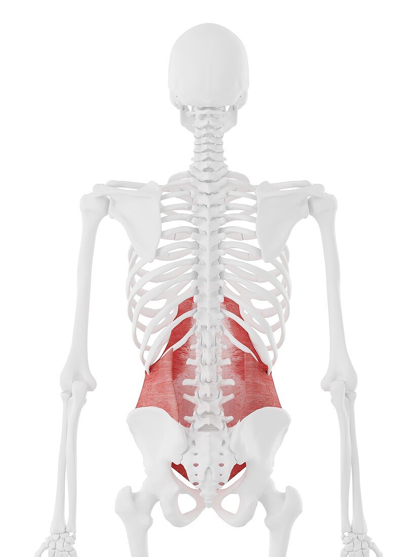 Transversus abdominis muscle, illustration