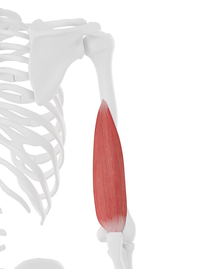 Triceps medial head muscle, illustration