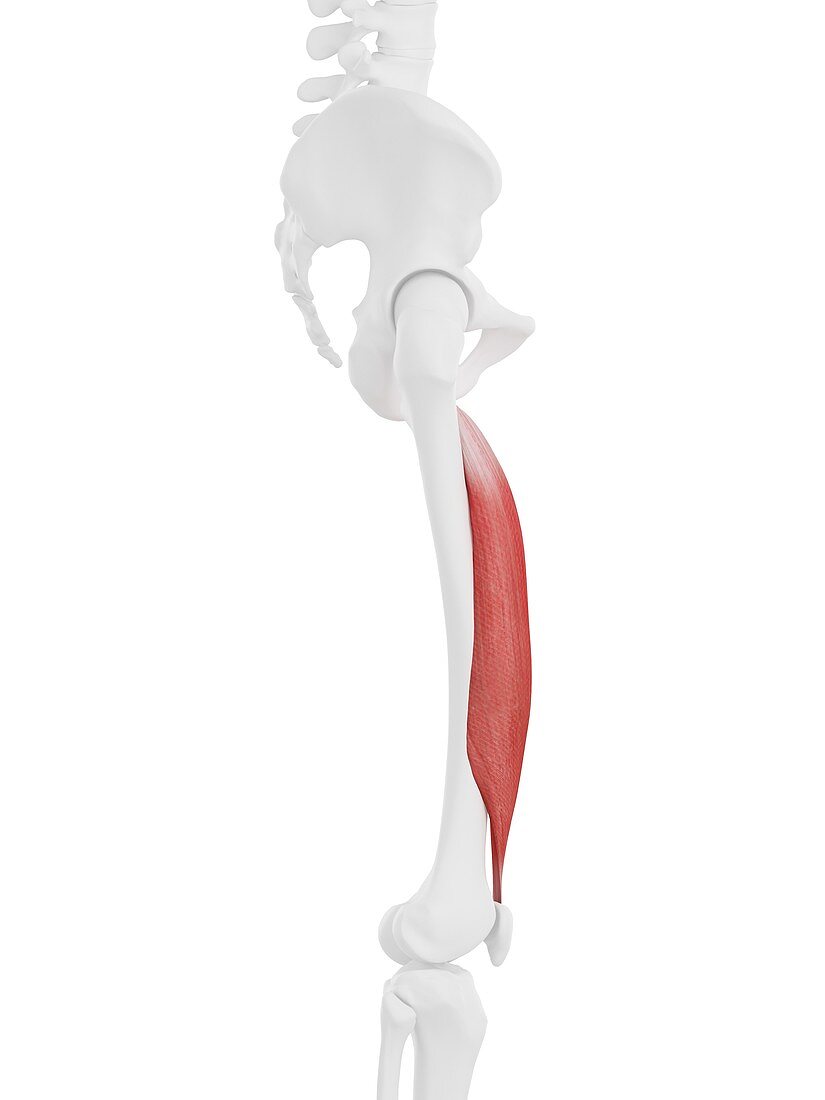 Vastus intermedius muscle, illustration