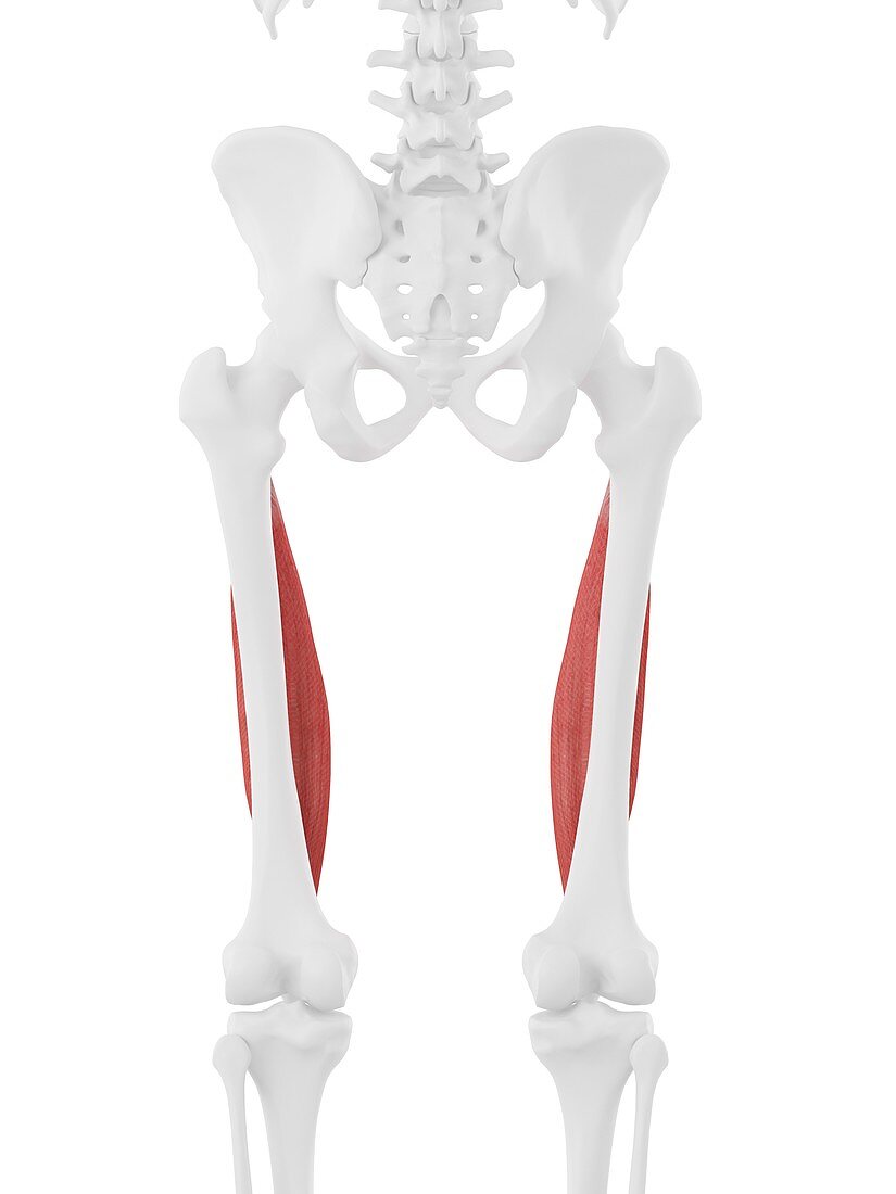 Vastus intermedius muscle, illustration