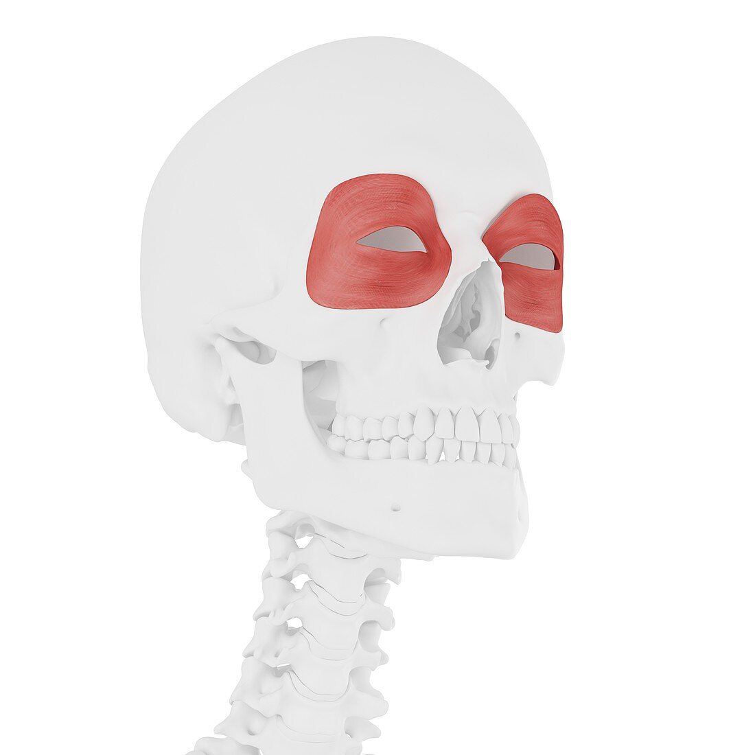 Orbicularis oculi muscle, illustration