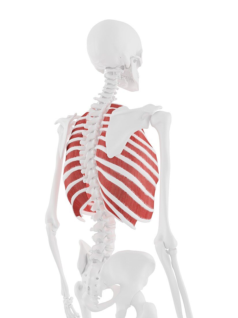 Outer intercostal muscle, illustration