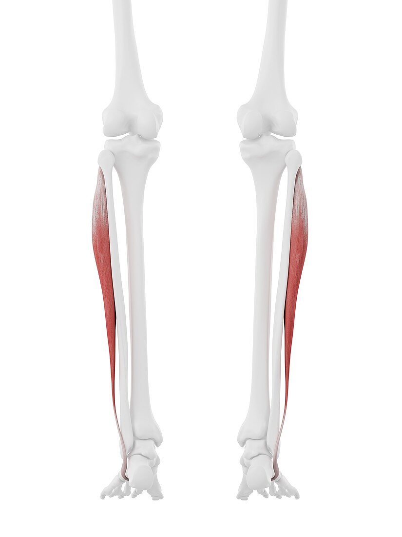 Peroneus longus muscle, illustration