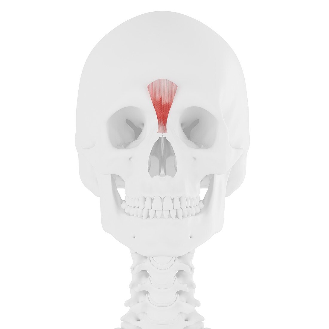 Procerus muscle, illustration