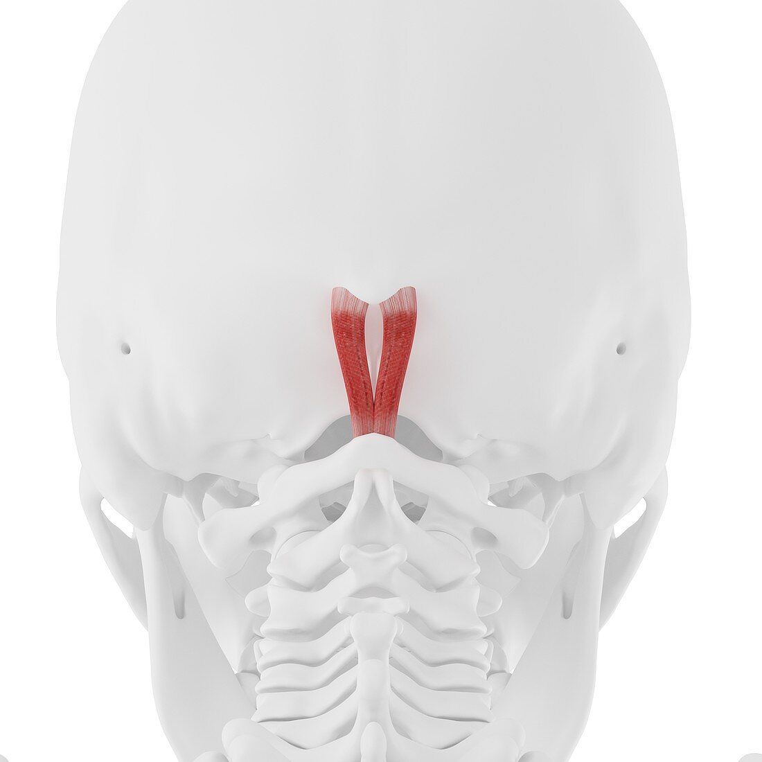 Rectus capitis posterior minor muscle, illustration