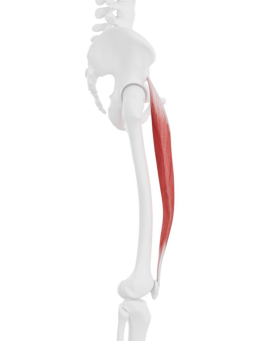 Rectus femoris muscle, illustration