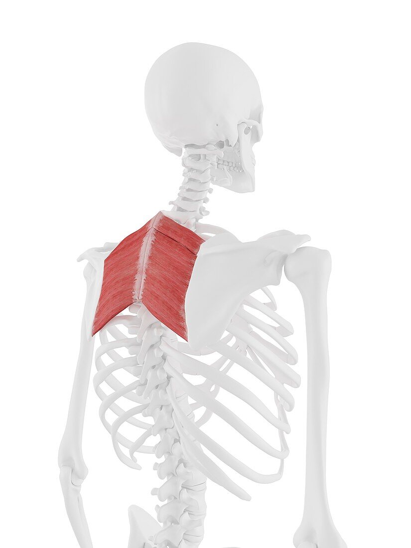Rhomboid muscles, illustration