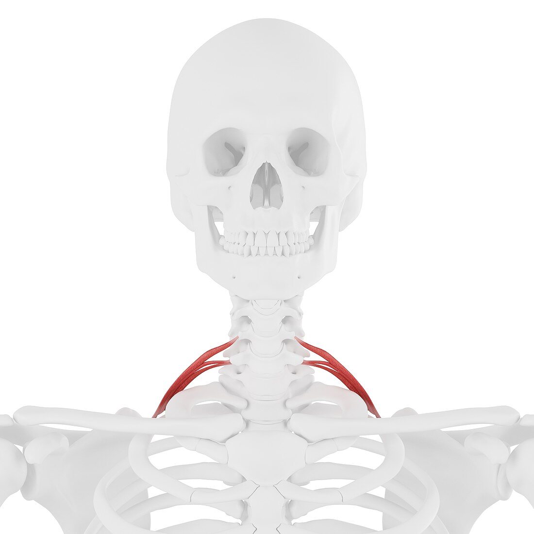 Scalene posterior muscle, illustration