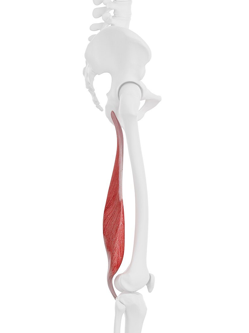 Semimembranosus muscle, illustration