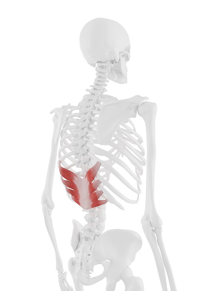 Serratus posterior inferior muscle, illustration