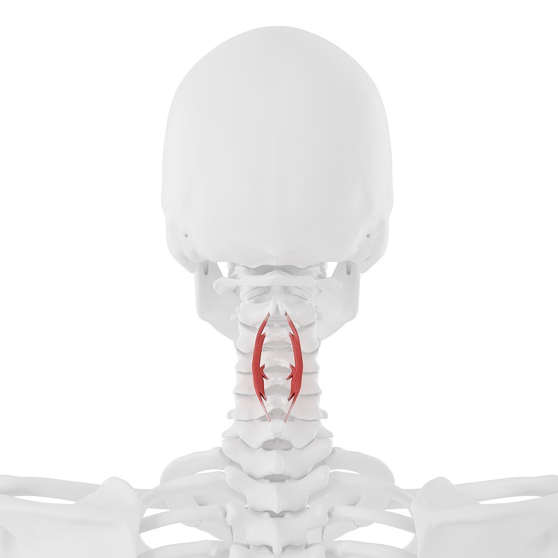 Spinalis cervicis muscle, illustration