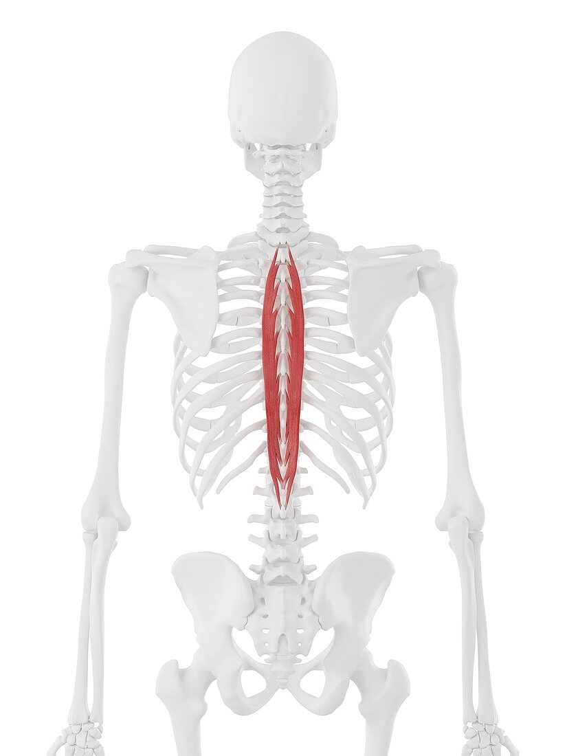 Spinalis thoracis muscle, illustration