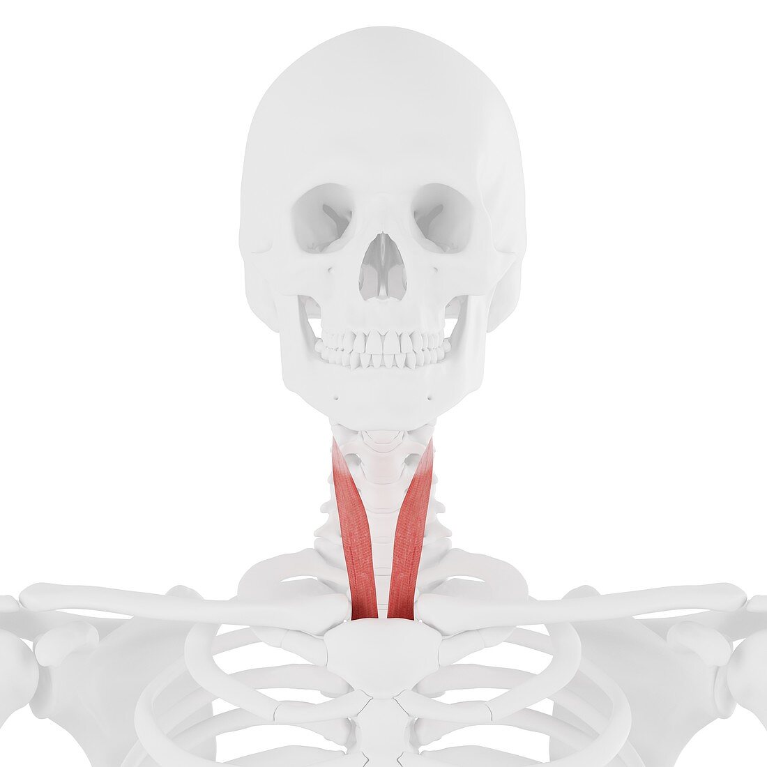 Sternothyroid muscle, illustration