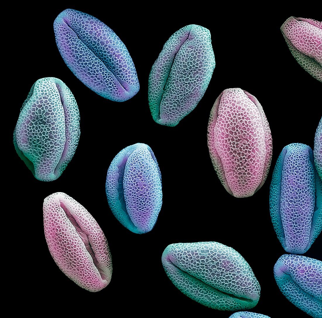 Water lily pollen grains, SEM