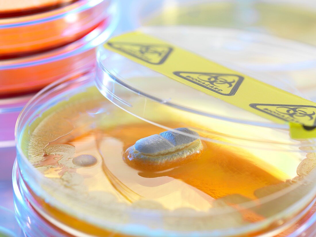 Antibiotic testing, conceptual image