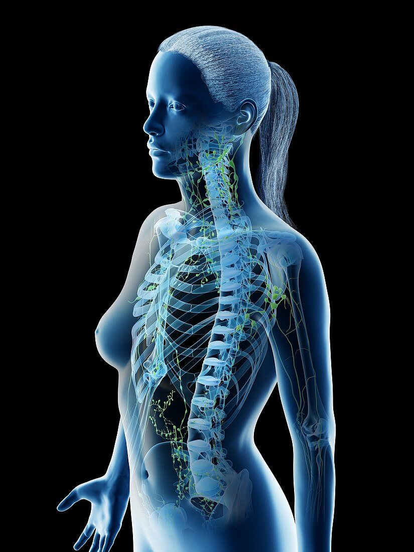 Female upper body lymphatic system, illustration