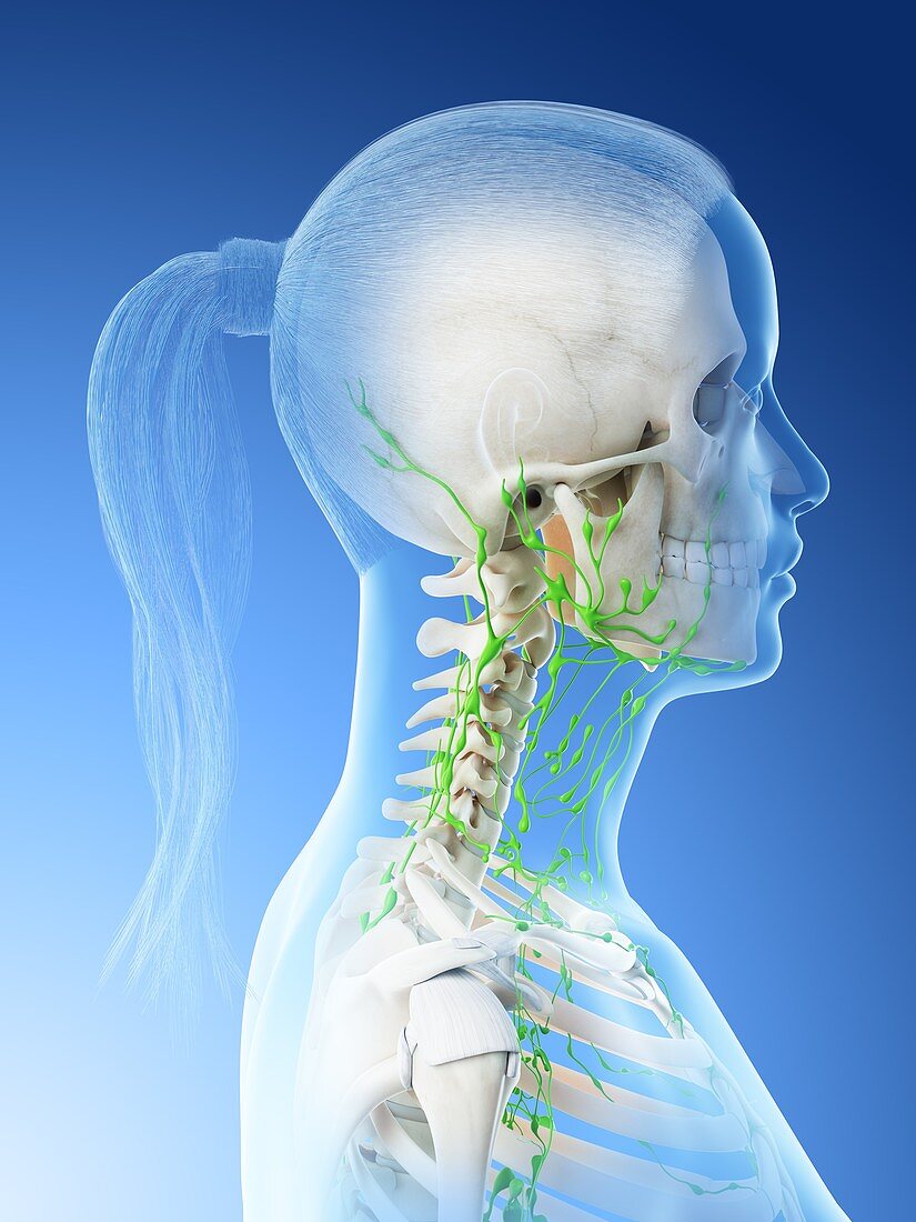 Lymphatic system of the head and neck, illustration