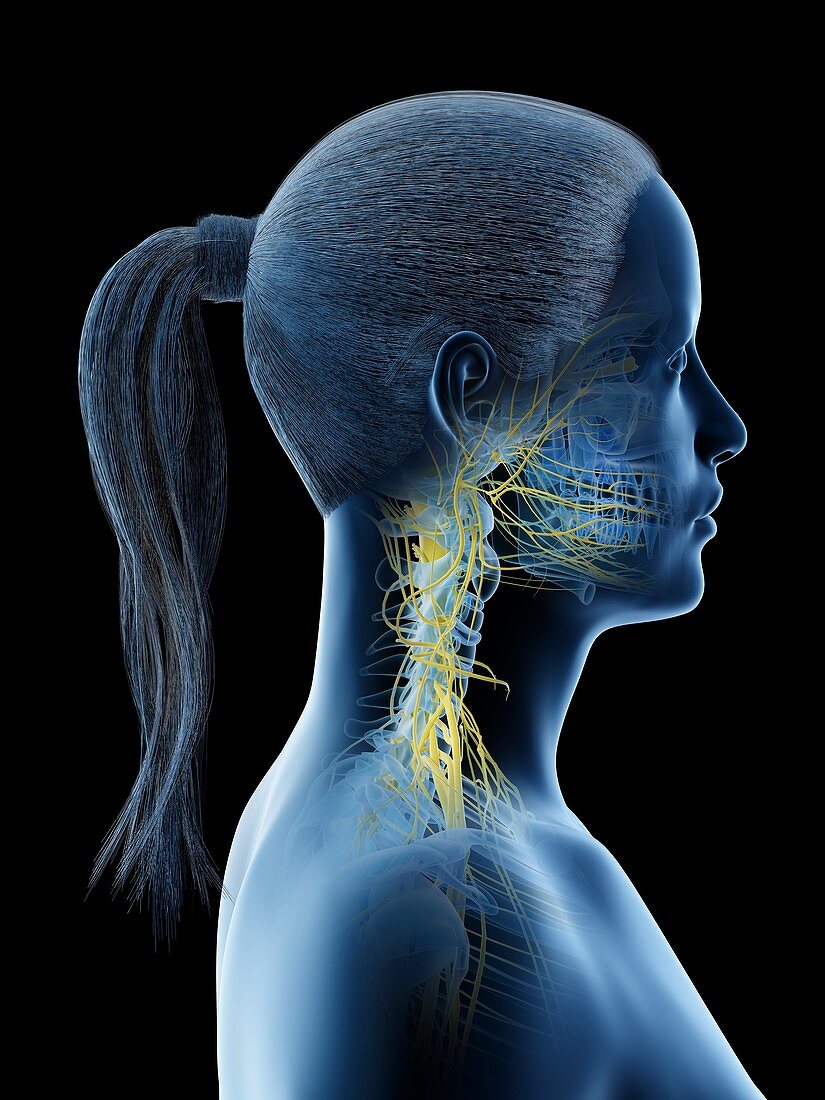 Nervous system of the neck, illustration