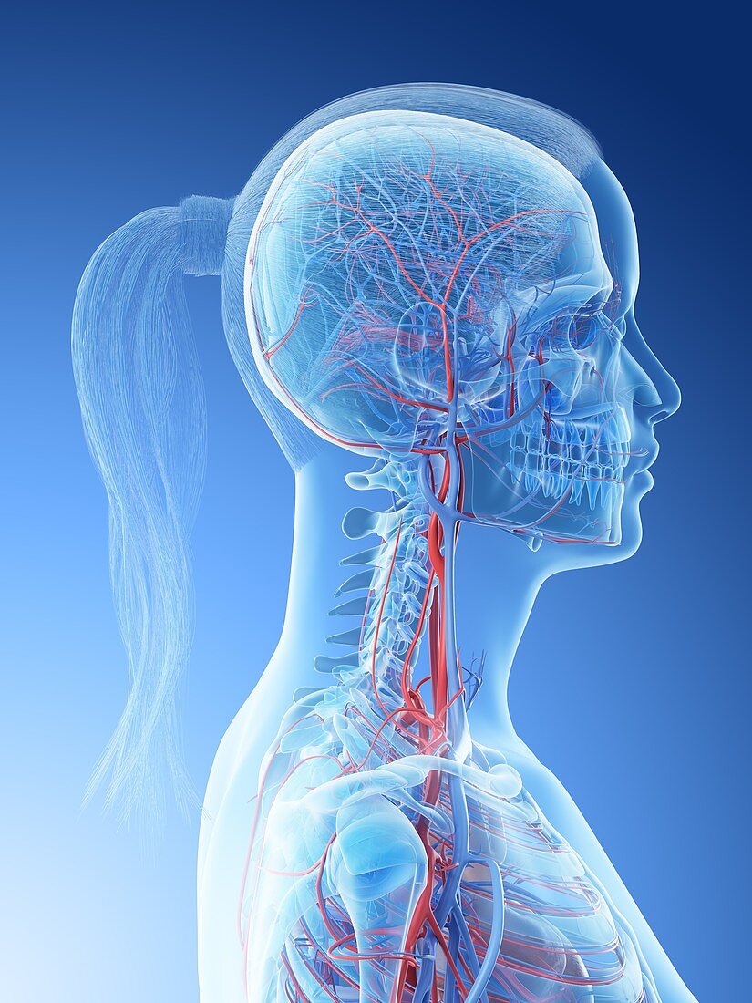 Vascular system of the head, illustration