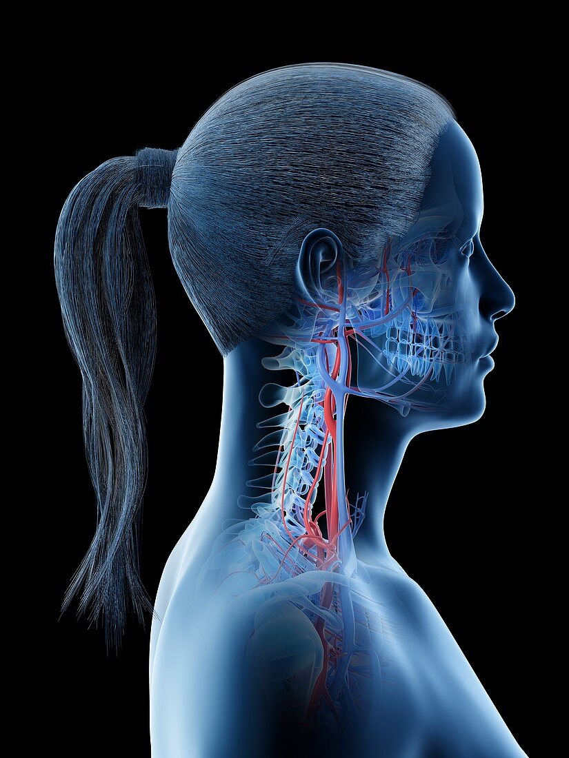 Vascular system of the head, illustration