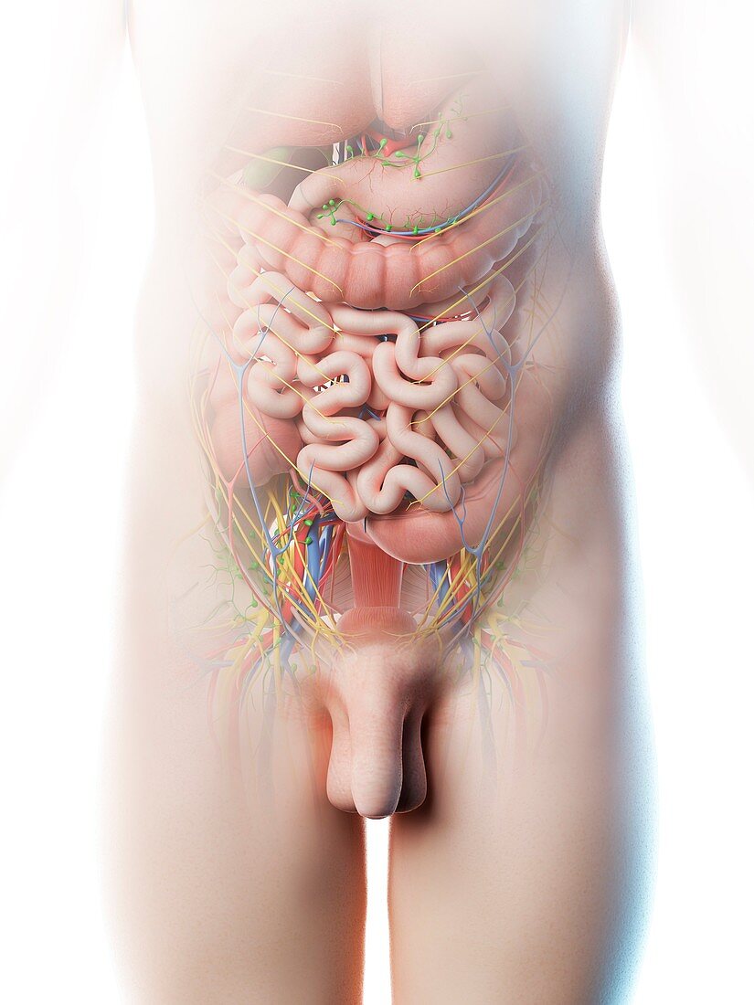 Male abdominal anatomy, illustration
