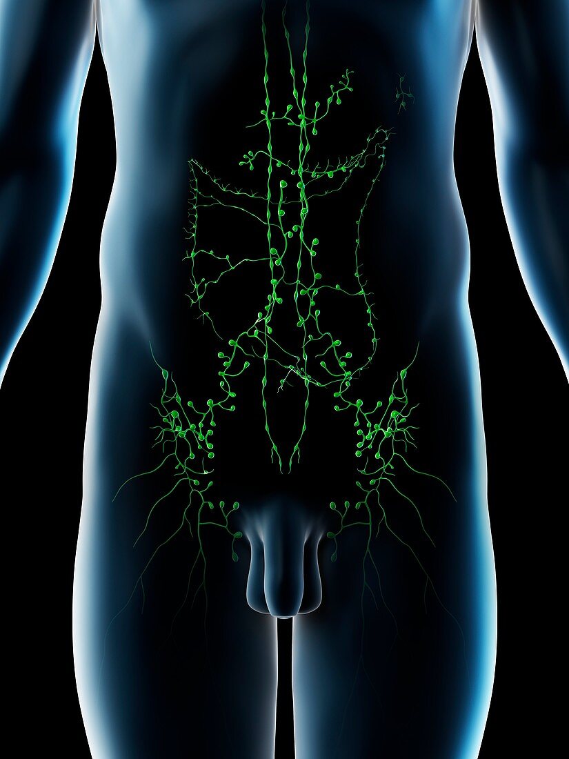Abdominal lymph nodes, illustration