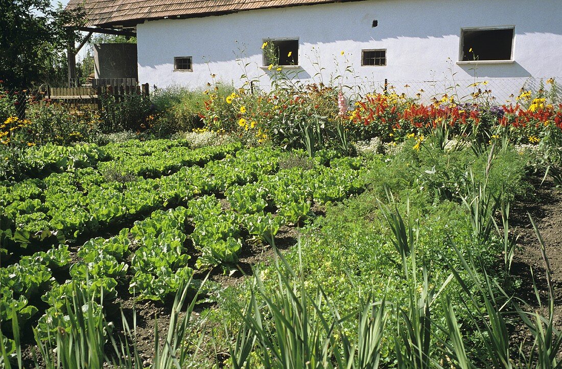 A country vegetable garden with flowerbeds in front of an outhouse