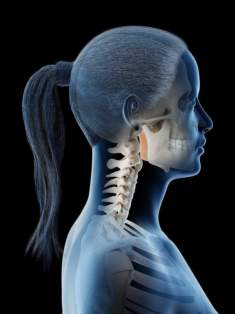 Female head and neck anatomy, illustration