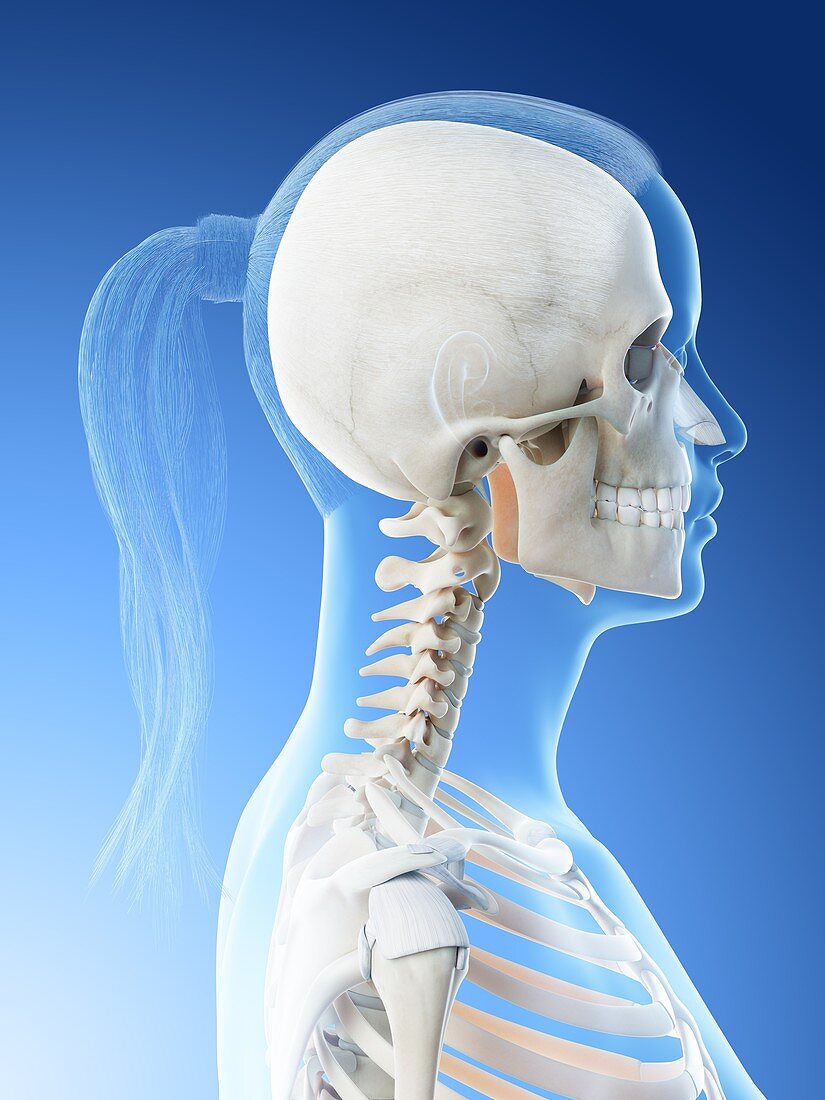 Female head and neck anatomy, illustration