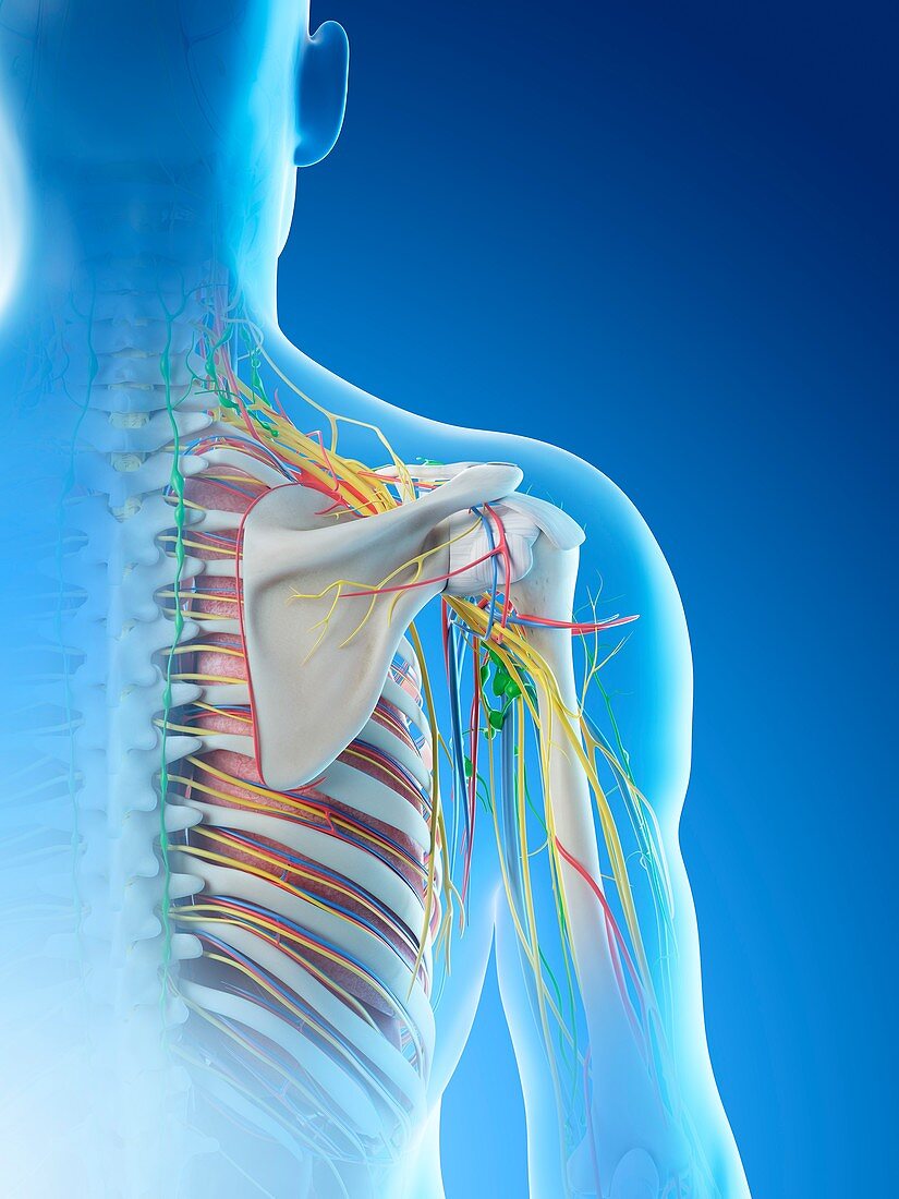 Male shoulder anatomy, illustration