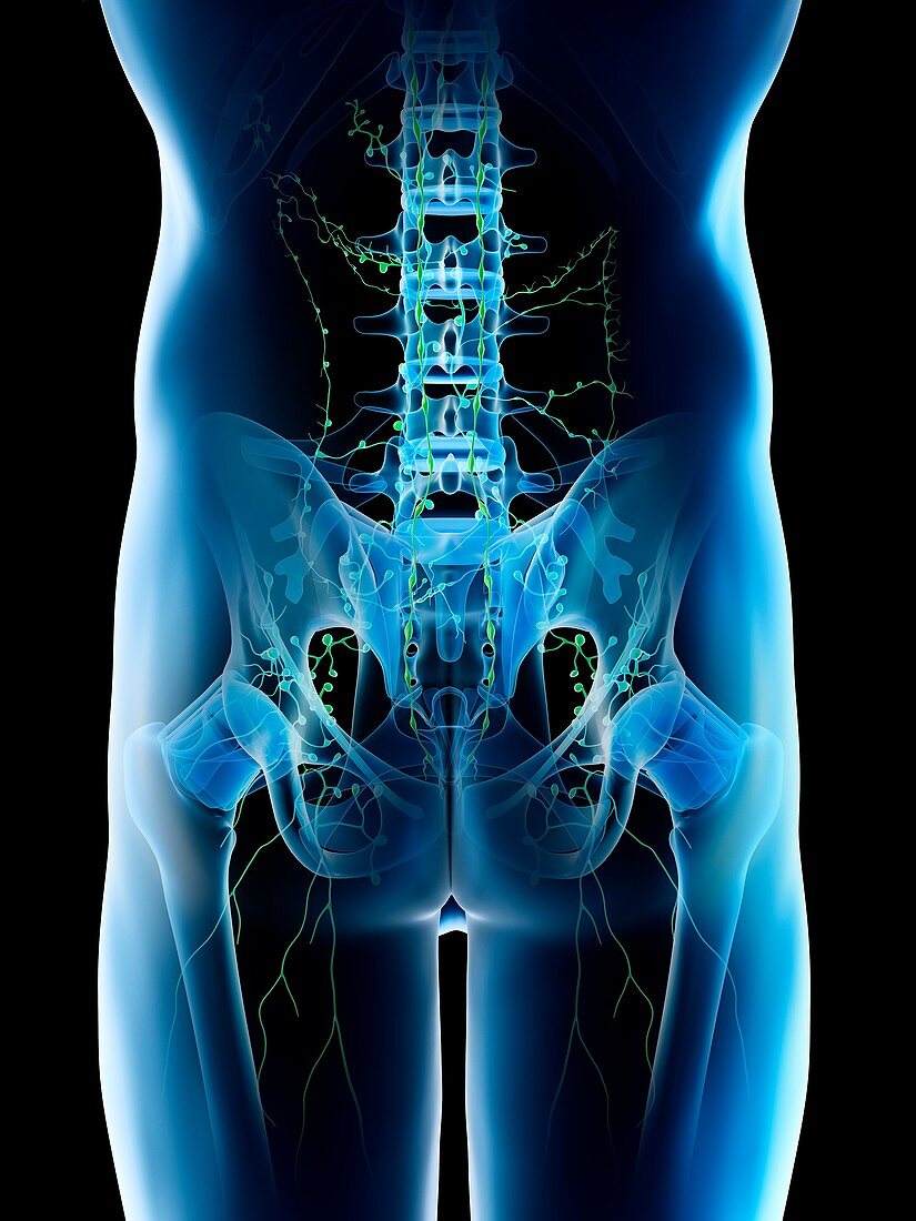 Lymph nodes of the pelvis, illustration
