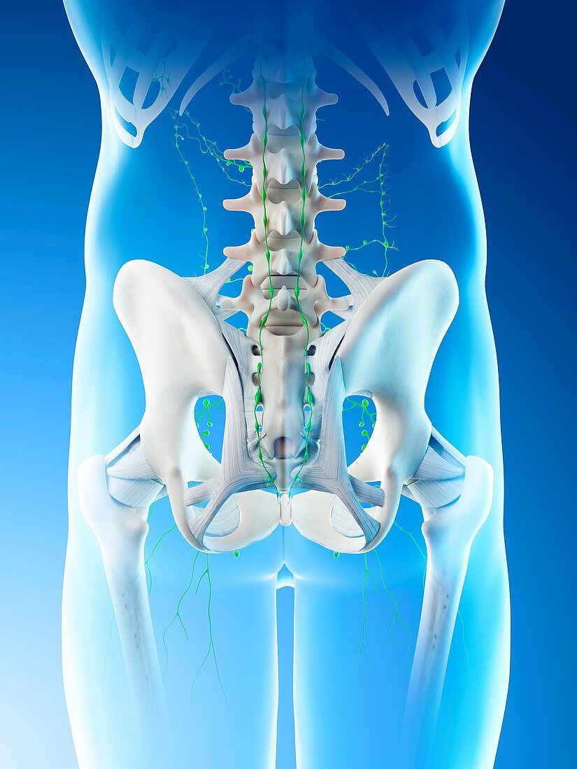 Lymph nodes of the pelvis, illustration