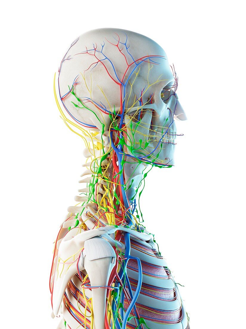 Male head and neck anatomy, illustration