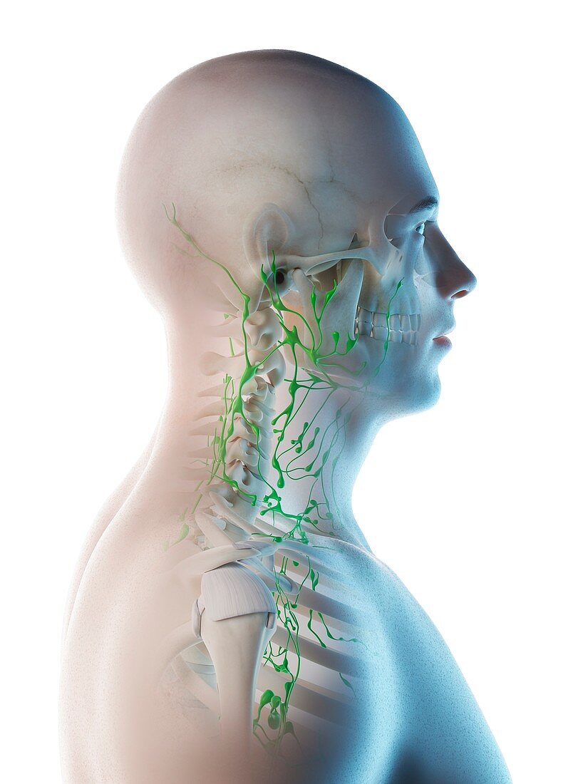 Lymph nodes of the neck, illustration