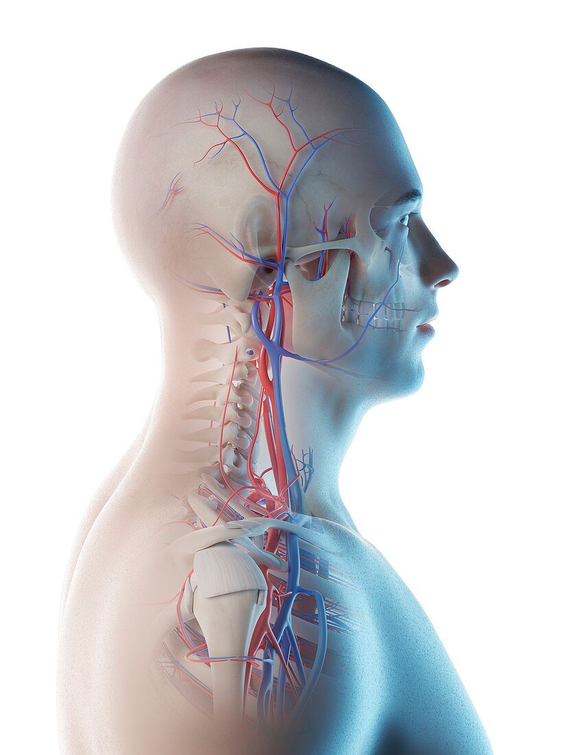 Blood vessels of the head and neck, illustration