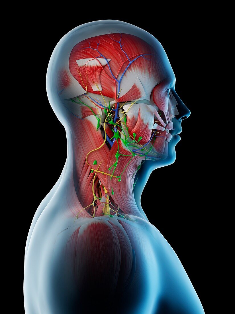 Male head and neck anatomy, illustration