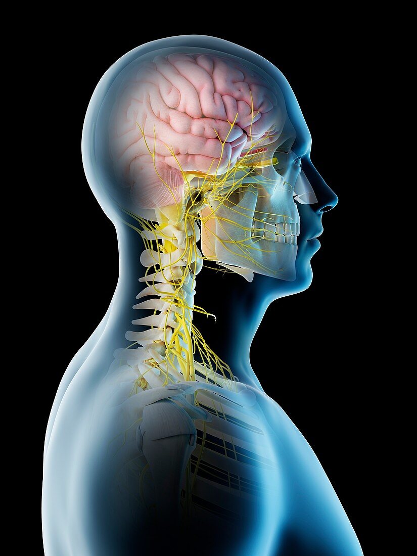 Male brain, illustration