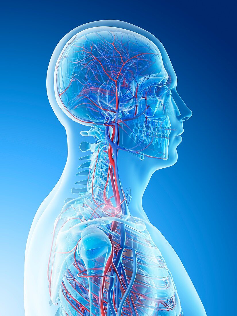 Blood vessels of the head and neck, illustration