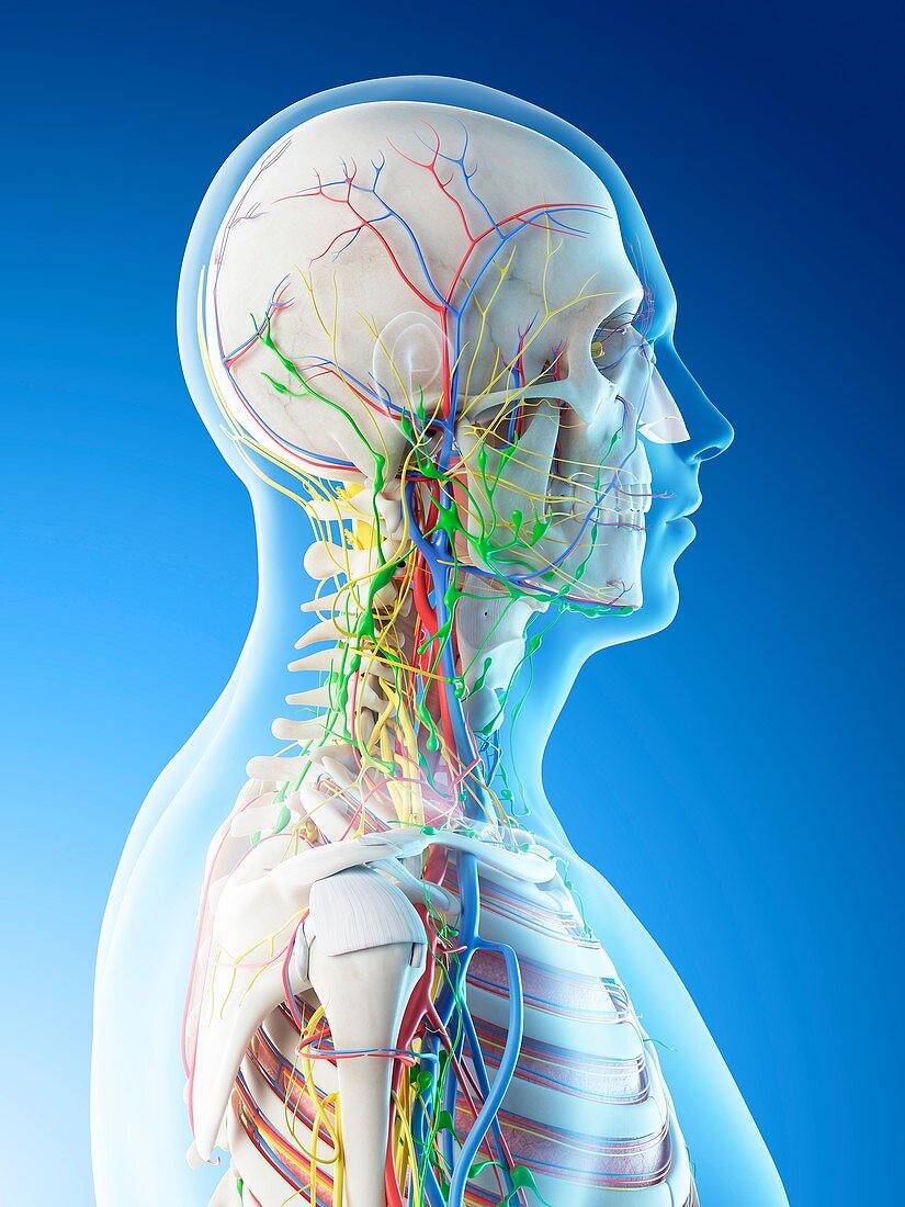 Male head and neck anatomy, illustration