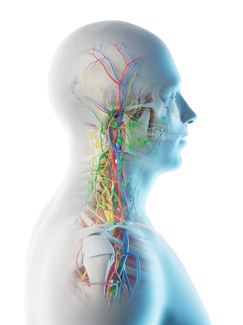 Male head and neck anatomy, illustration